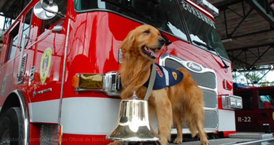 Jacobo, el perro bombero que siempre será un héroe en Colombia