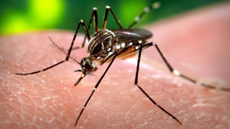 México en alerta a causa del virus del Zika