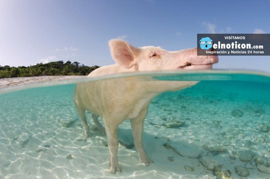 ¿Amas los animales? te mostramos 8 ciudades gobernadas por animales