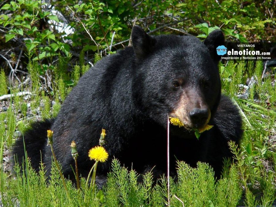 Este oso toma un baño refrescante como si fuera un niño ¡Qué encantador!