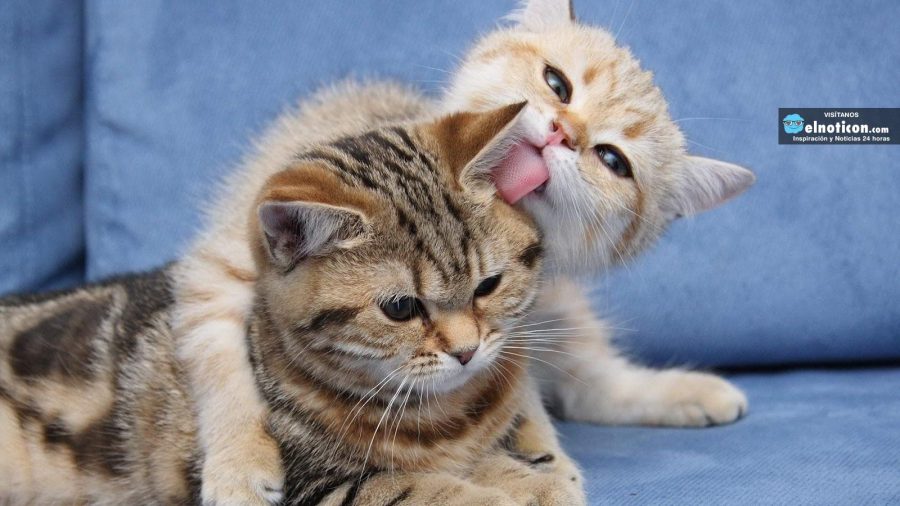 ¿Por qué son importantes los bigotes en los gatos? ¡Quedarás impactado!