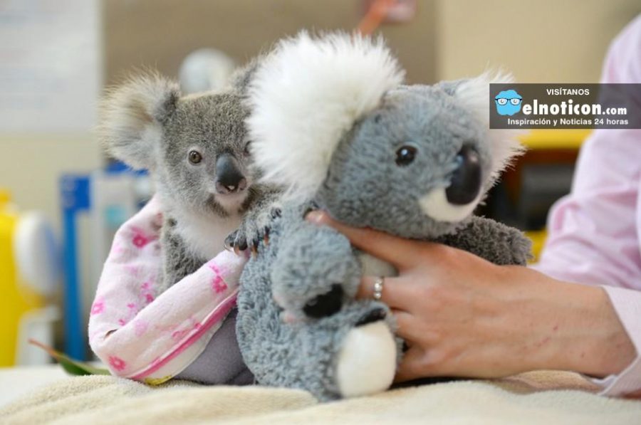 5 cosas que no sabías del Koala se aferra a un peluche luego de quedar huérfano ¡No queremos que esto siga ocurriendo!