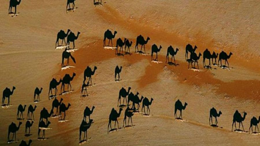 Nueva ilusión óptica de camellos ¡está enloqueciendo las redes sociales!