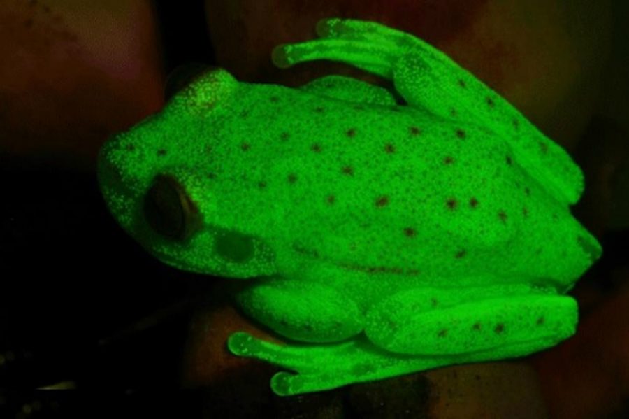 Hallan a la primera rana fluorescente del mundo