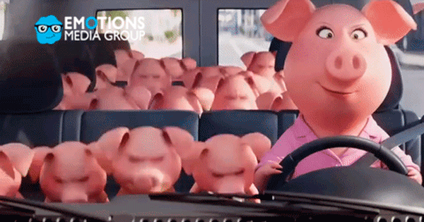 ===Un dia que pasará a la historia=== - Página 4 CerdoAnimalMam%C3%A1ViajarCarroTransporteFamiliaHijosDIVIERTE