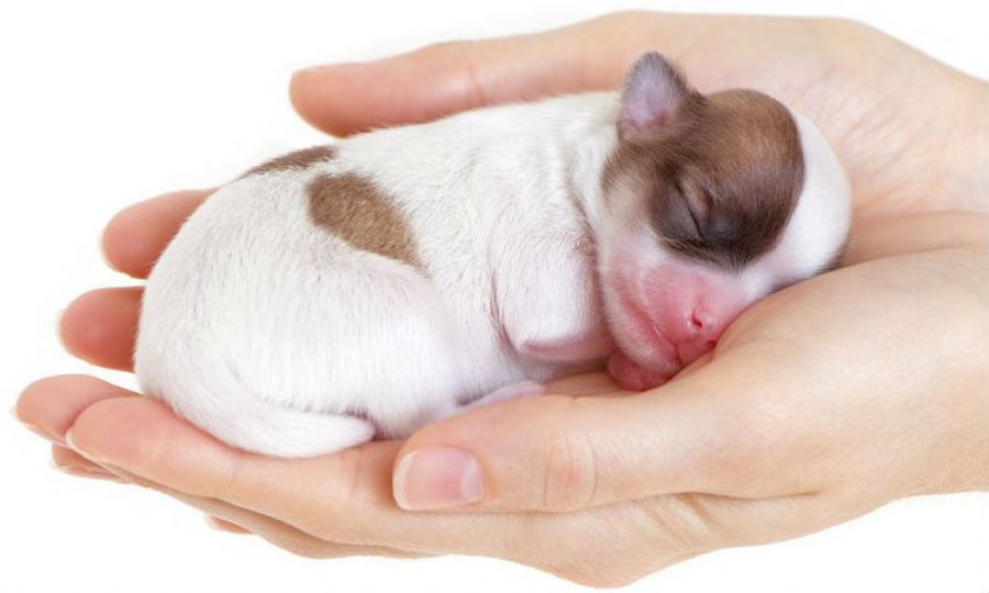 ¿Sabes cómo cuidar a un cachorro recién nacido? Ten en cuenta estos consejos