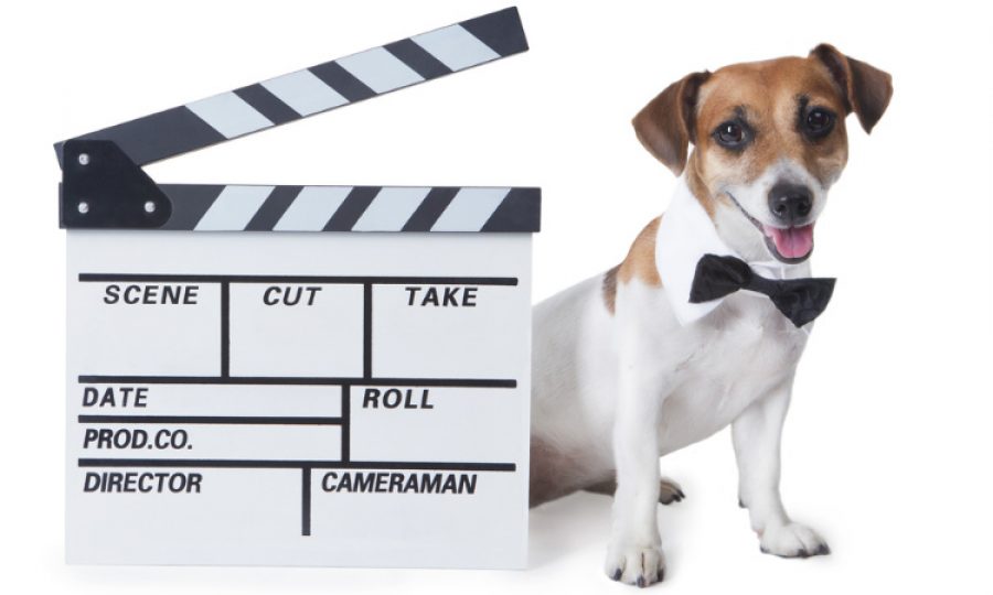 ¿Cómo lograr que tu mascota sea una estrella en redes sociales?