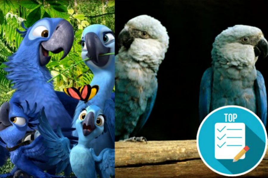 Declaran extinto de su hábitat natural al guacamayo azul que inspiró la película “Río”. ¡Adiós Blu!