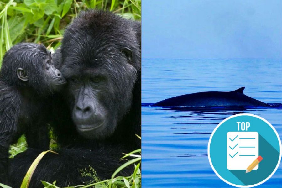 Ballenas y gorilas, ahora son más, gracias a la lucha contra la caza y el furtivismo