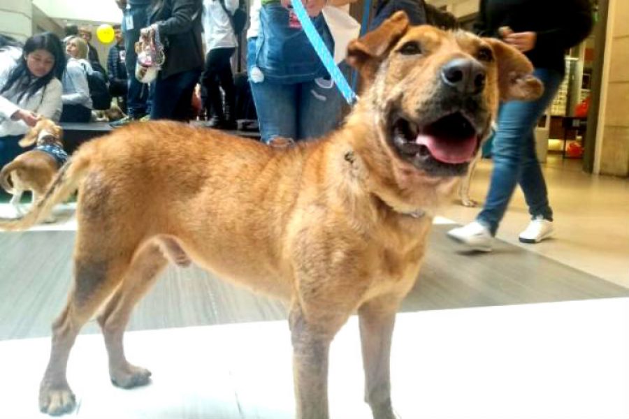 Serafín, el adorable perro que nadie ha querido adoptar y que podría ser tu nueva mascota