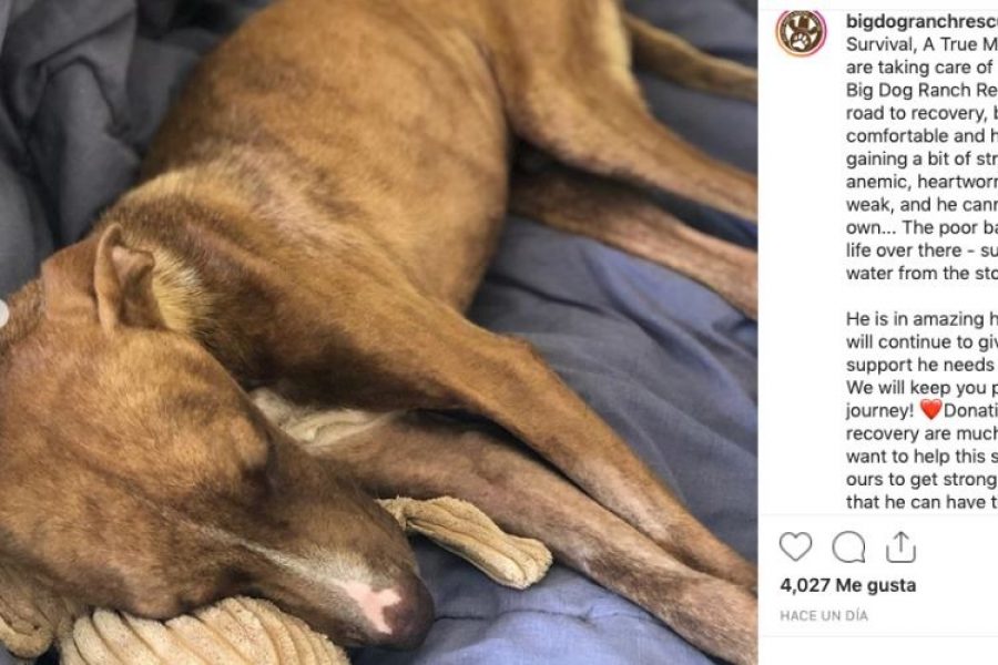 El perro que sobrevivió bajo los escombros durante tres semanas después de un huracán ¡Qué valiente🐶🐶!