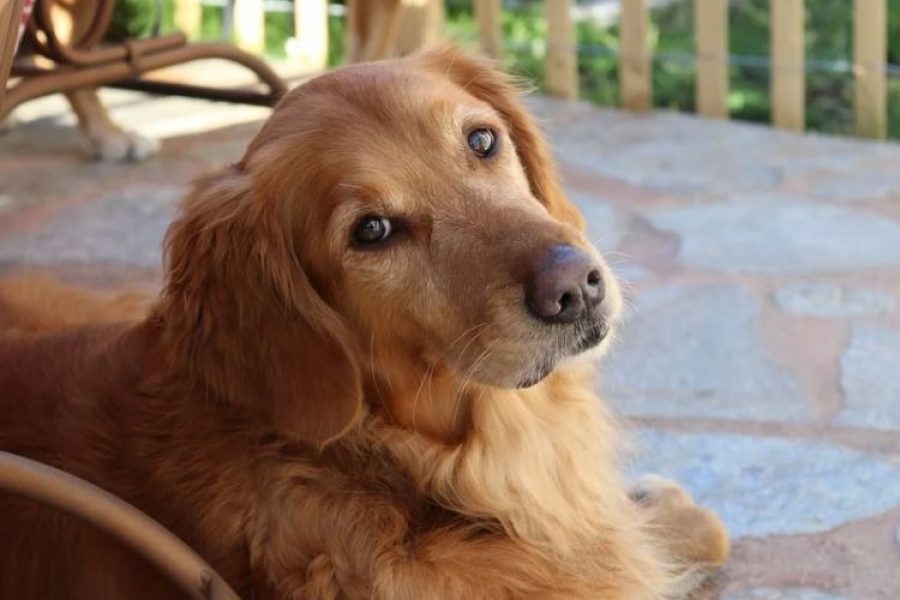 Ofrecen 41 mil dólares por cuidar dos Golden Retrievers