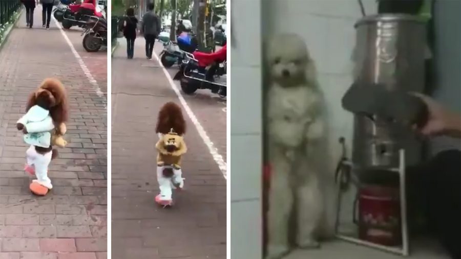 La triste historia de maltrato detrás de los perritos que caminan erguidos