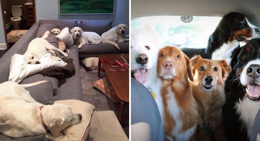 Un perro se roba el corazón de miles de usuarios durante un concurso canino