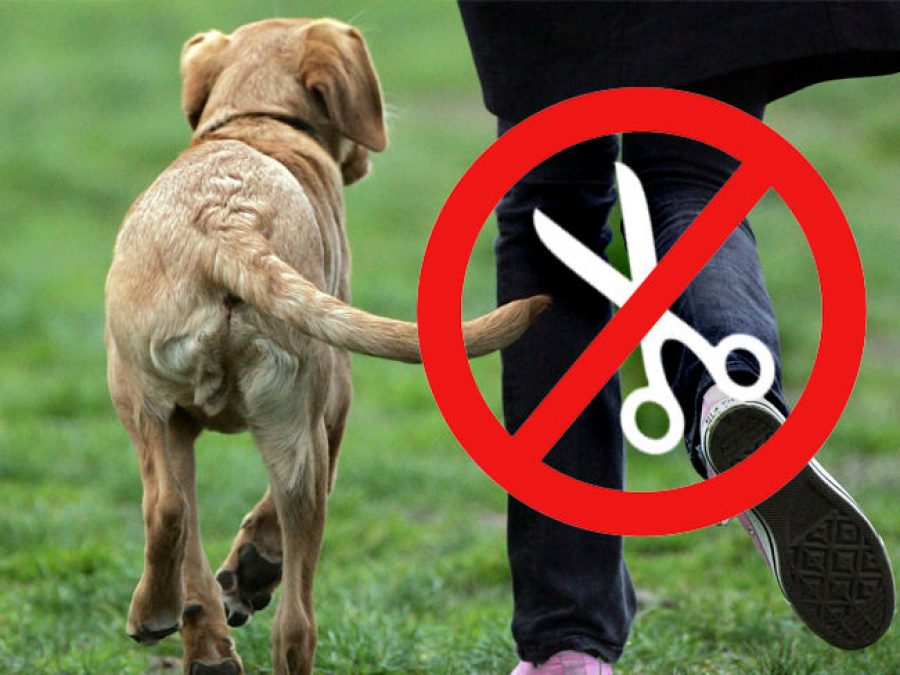 España prohibirá las mutilaciones a los animales, sin excepciones