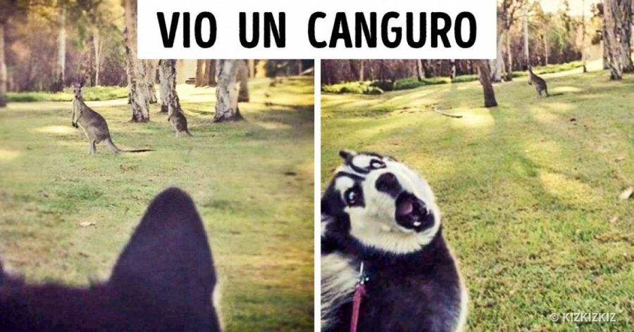 16 Animales que experimentaron algo por primera vez