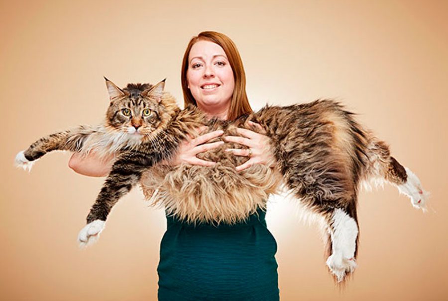 Los 10 Guinness Records M s Asombrosos Del Mundo Animal ElNoti