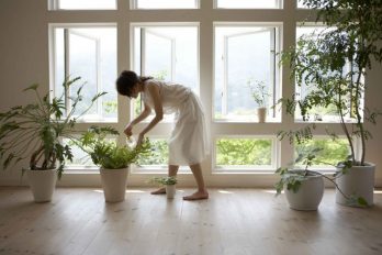 Decoración con plantas, ¡dale color y vida a tu hogar!