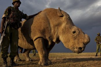 El último macho de los rinocerontes blancos del norte busca pareja en Tinder