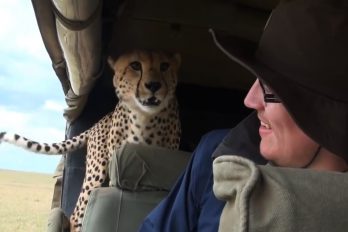 ¿Qué harías si un leopardo salta a tu auto durante un safari?