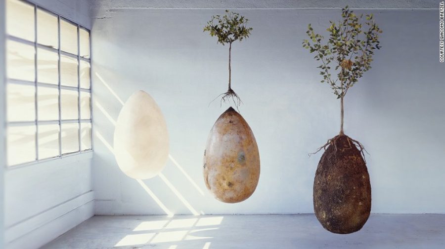 La urna funeraria biodegradable que convierte tu cuerpo en árbol