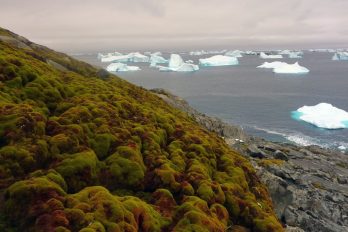 Las elevadas temperaturas están pintando de verde el paisaje helado de la Antártida