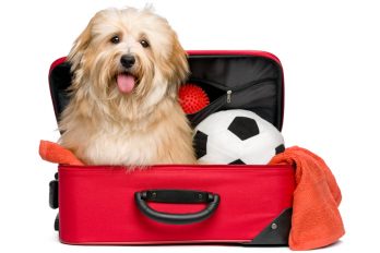 Viaja seguro con tu mascota, 4 cosas que debes saber