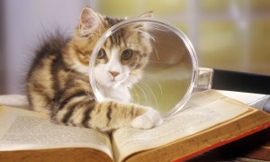gato-curiosidad-cultura