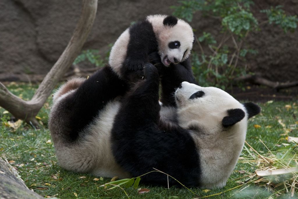 Mira lo que hace este oso panda para que su cuidador no lo abandone