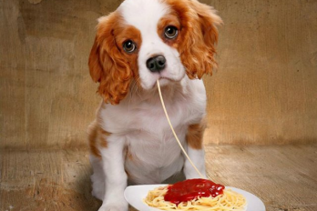 10 alimentos que podrían matar a tu perro ¡Debes tener cuidado !