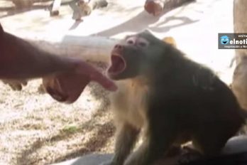 La magia también sorprende a los animales, ¡mira la reacción de este mono ante un truco!