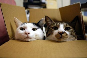 ¿Por qué a tu gato le gustan tanto las cajas de cartón? la respuesta es aterradora