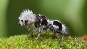Los insectos más raros del mundo