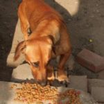 Perro comiendo después de tragedia en Ecuador