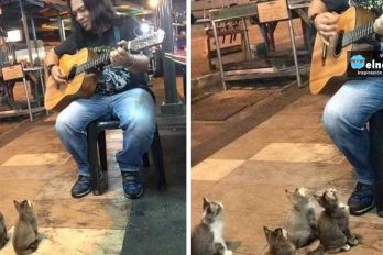 4 gatitos amantes de la música se detuvieron a escuchar a un cantante callejero que todos ignoraban