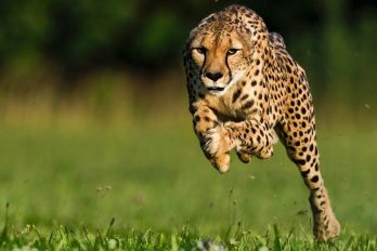 Muere la guepardo más rápida del mundo