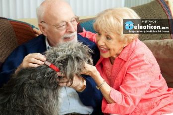 En Madrid solicitan que los perros puedan acompañar a los ancianos en las residencias