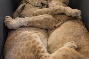 Dos hermanos leones se aferran a estar juntos durante su rescate en una zona de guerra