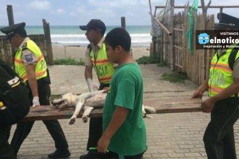 Han rescatado más de 200 perros tras el terremoto en Ecuador