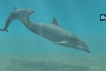 El increíble nacimiento de un delfín