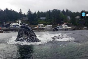 Una pareja de ballenas robó el show en un pequeño puerto de Alaska