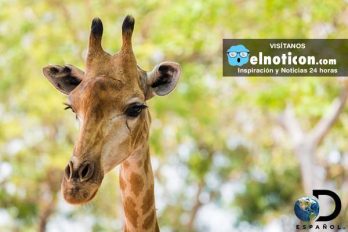 Dato curioso: ¿Sabías que la jirafa no tiene cuerdas vocales?