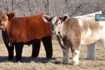 ¡Las vacas más esponjosas del mundo!