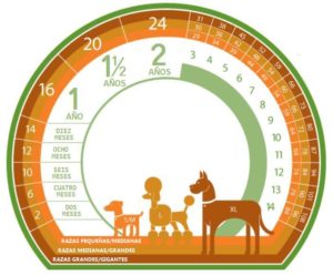 Tabla para calcular la edad de los perros