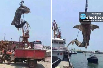 Arrestan a pescadores por matar a un tiburón ballena en China