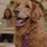 Perro con corbata