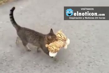 Este gato se va de visita a donde el vecino y ¡se lleva su peluche!