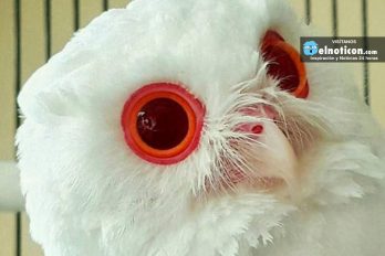 This Red-Eyed Owl Is 100%