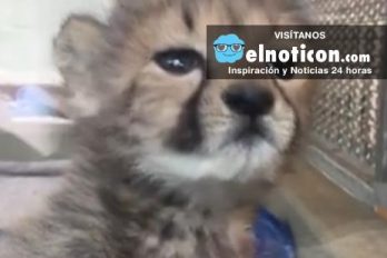 Orphaned Cheetah Cub Rescued