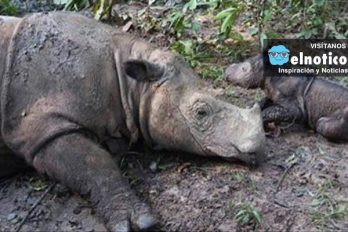 Very Rare Rhino Just Gave Birth To A Baby Girl